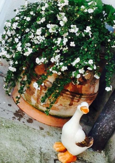 Apartmán Papere E Tulipani Vicenza Exteriér fotografie